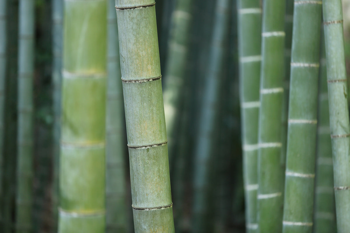 3-piece-aluminium-print-bamboo-in-xxl