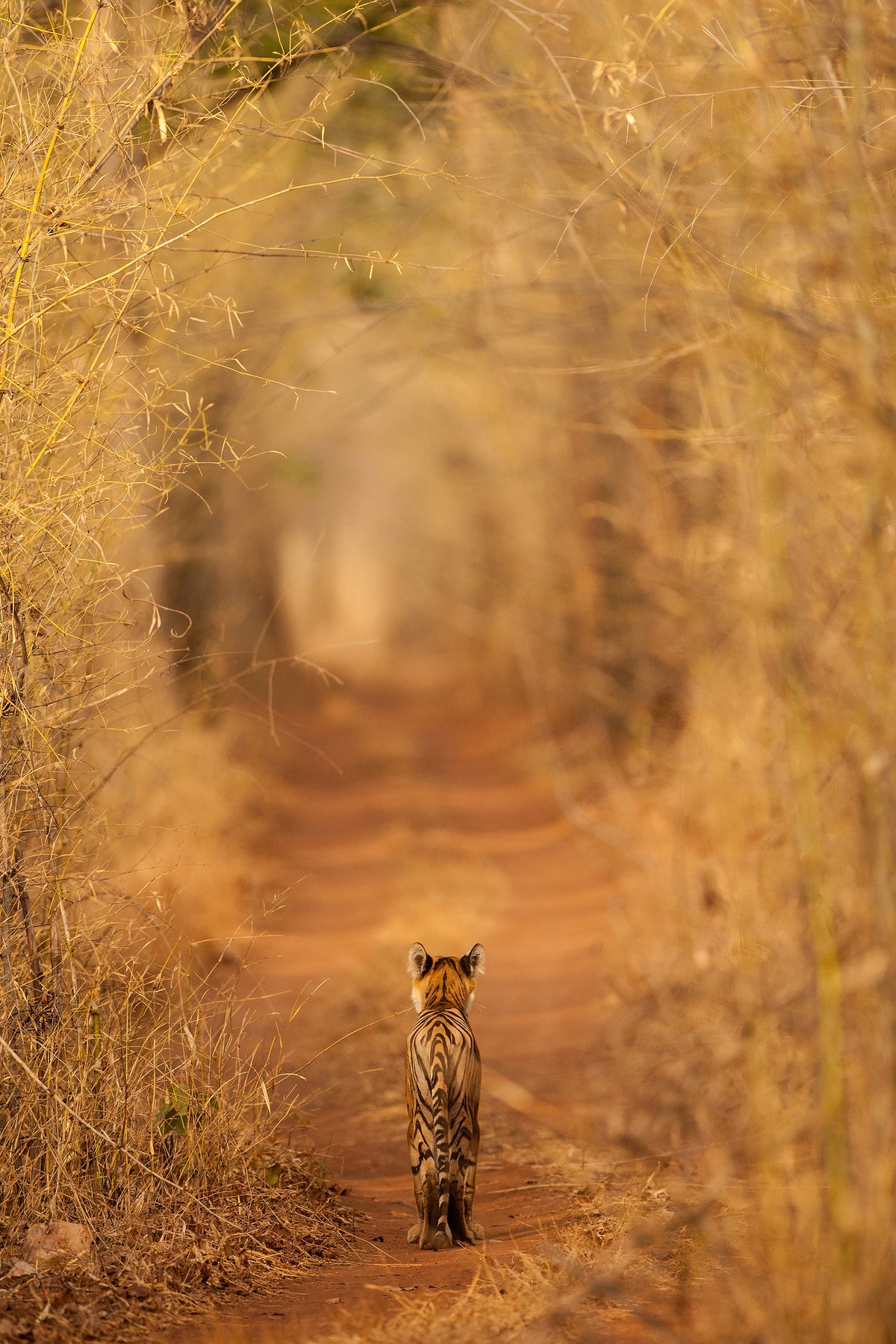 framedcanvas-print-the-tiger-in-the-tunnel-x