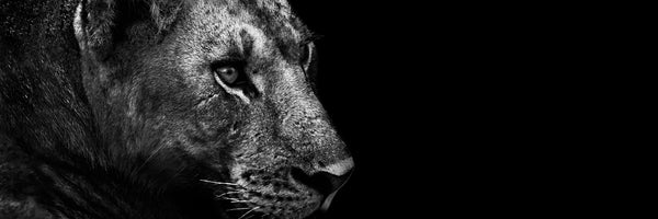 panoramic-3-piece-aluminium-print-lion-panorama