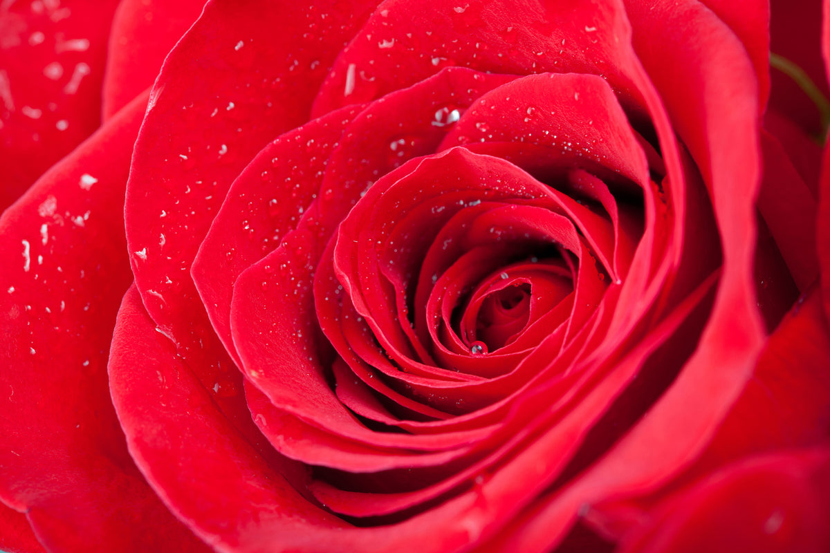 framedposter-print-red-rose-in-morning-dew