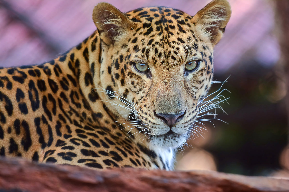 framedcanvas-print-leopard