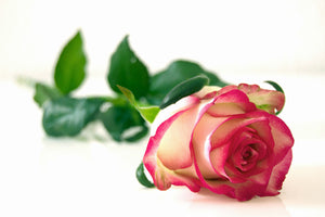 acrylic-print-the-proud-rose