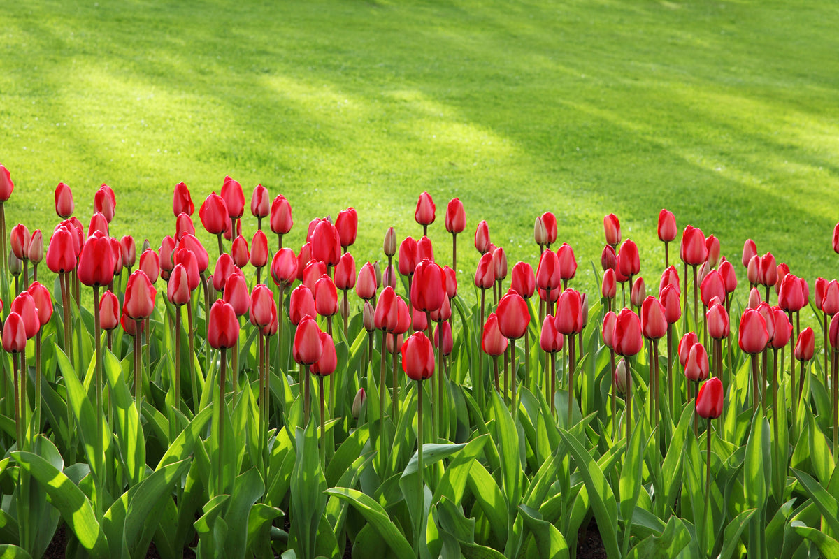 3-piece-acrylic-print-red-tulip-field-in-the-sunlight