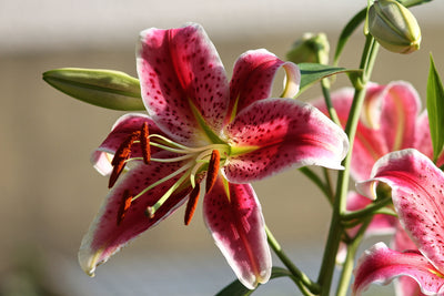 poster-print-close-up-lily-in-red