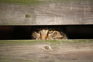 aluminium-print-cat-in-hiding