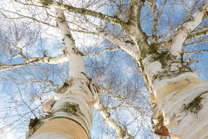 acrylic-print-the-2-birches