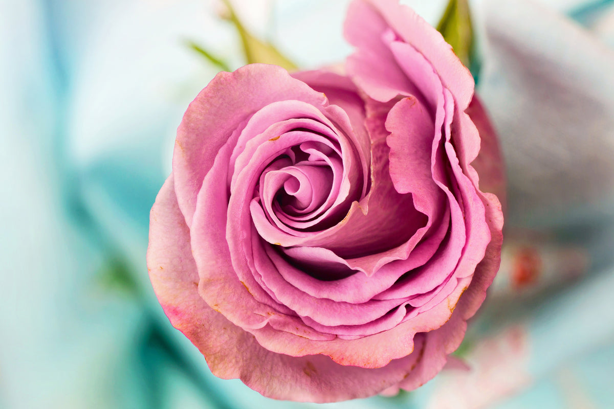 poster-print-roseblossom-in-pink