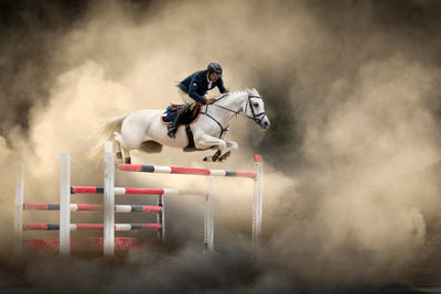 poster-print-white-horse-x
