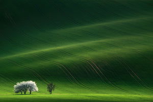 aluminium-print-ladies-in-white