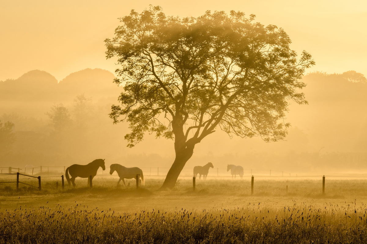 framedcanvas-print-golden-horses-x