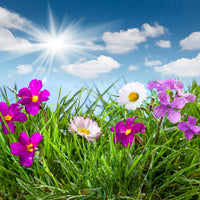 4-piece-canvas-print-flowering-meadow