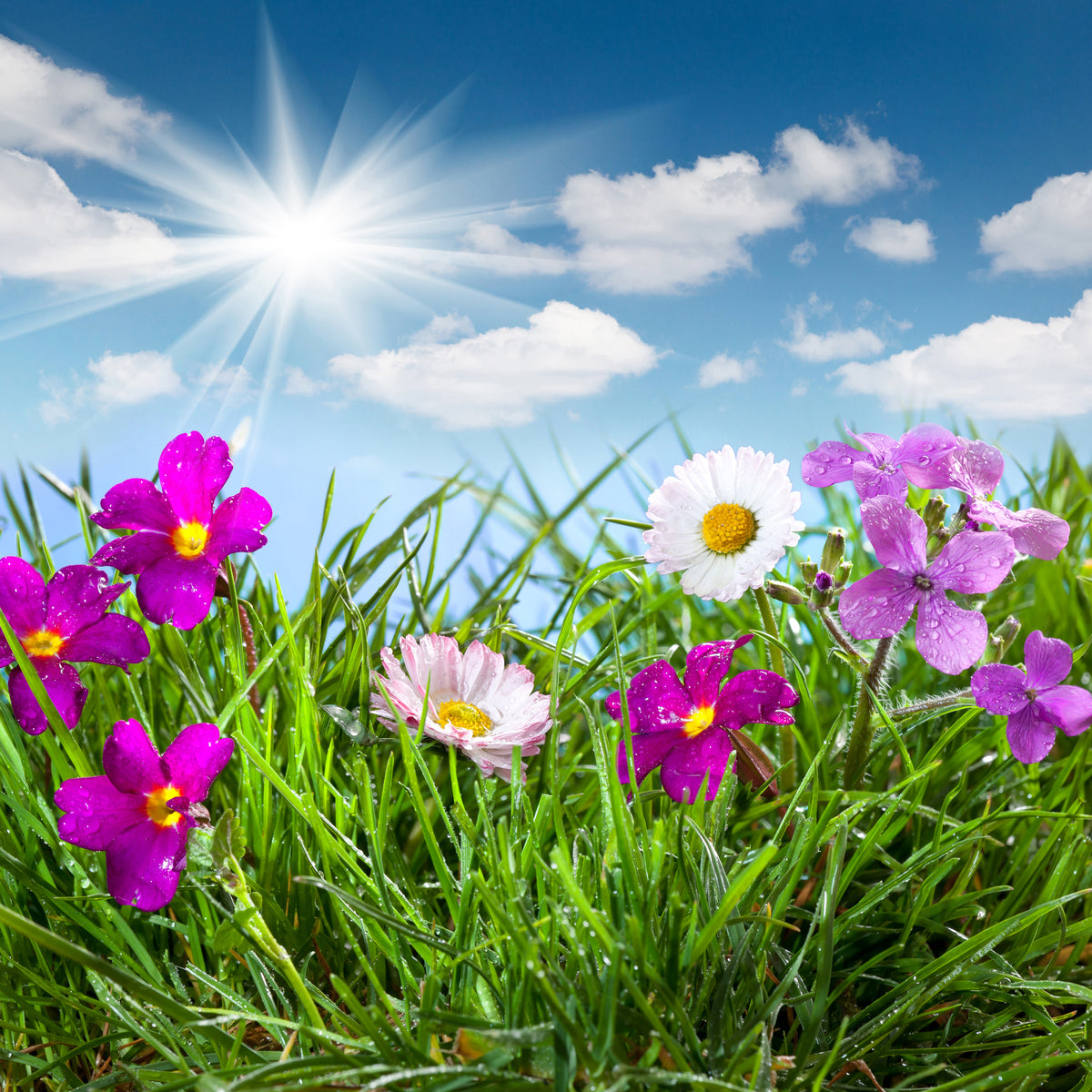 4-piece-canvas-print-flowering-meadow
