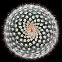 canvas-print-notocactus-scopa