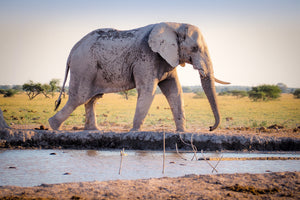 3-piece-acrylic-print-elephant-in-the-nature