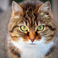 4-piece-canvas-print-tiger-cat