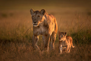 aluminium-print-mom-lioness-with-cub-x