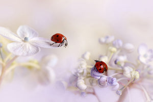 canvas-print-small-friends-x