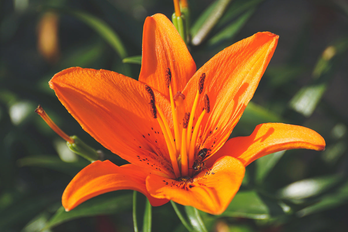 3-piece-aluminium-print-lilies-blossom-in-orange-xl
