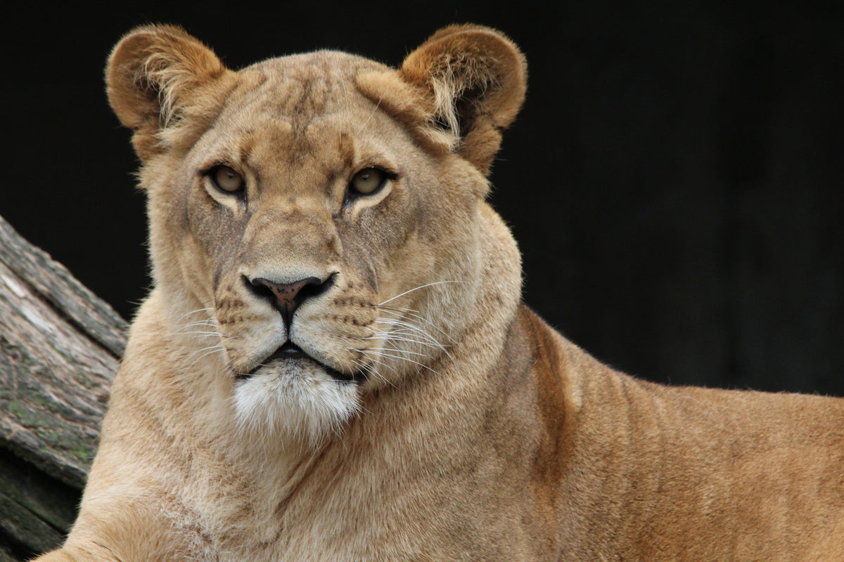 canvas-print-proud-lioness