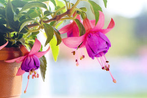 poster-print-the-fuchsias