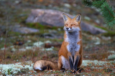 poster-print-fox-zen-algonquin-park-x