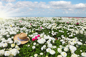 poster-print-spring-flower-meadow