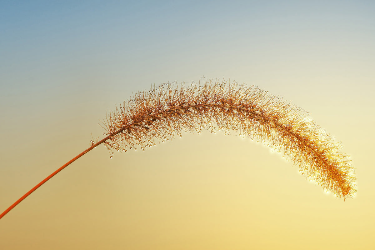 framedcanvas-print-ornamental-grass-in-xxl