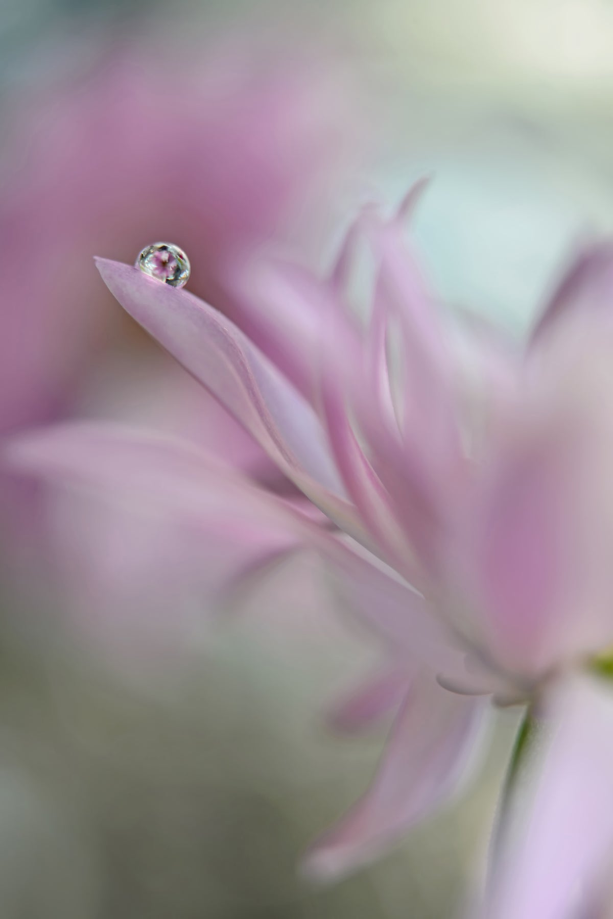 acrylic-print-in-pink-delight