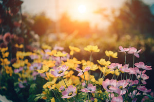 acrylic-print-the-flowers