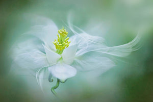 acrylic-print-mystical-xvs