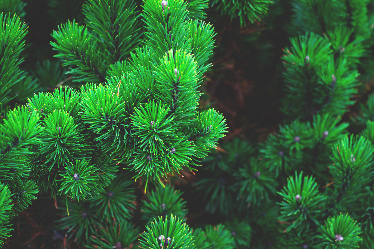 framedcanvas-print-pine-xl