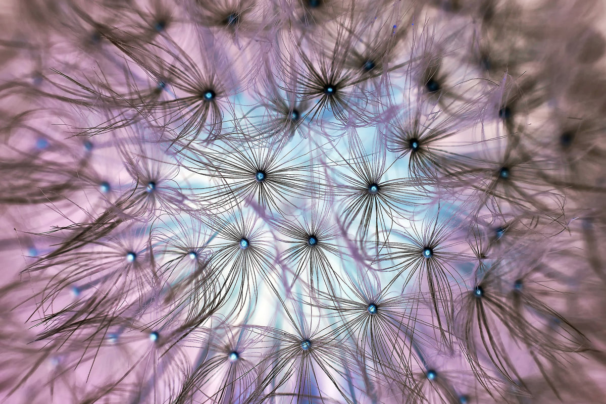 modern-3-piece-acrylic-print-dandelion-in-the-light-play