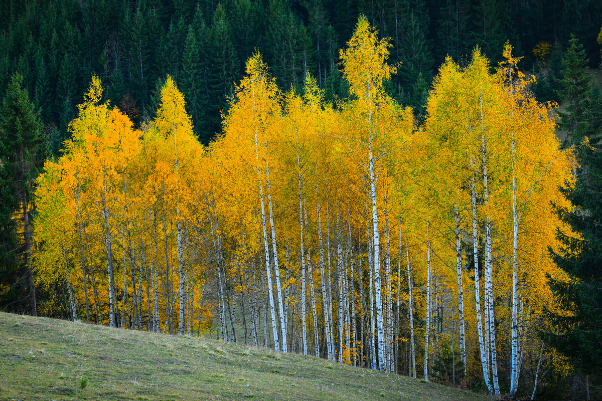 poster-print-autumn-xfp