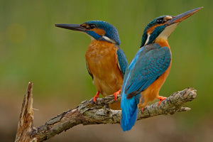 poster-print-kingfisher