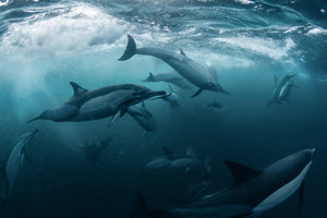 poster-print-dolphine-run-x