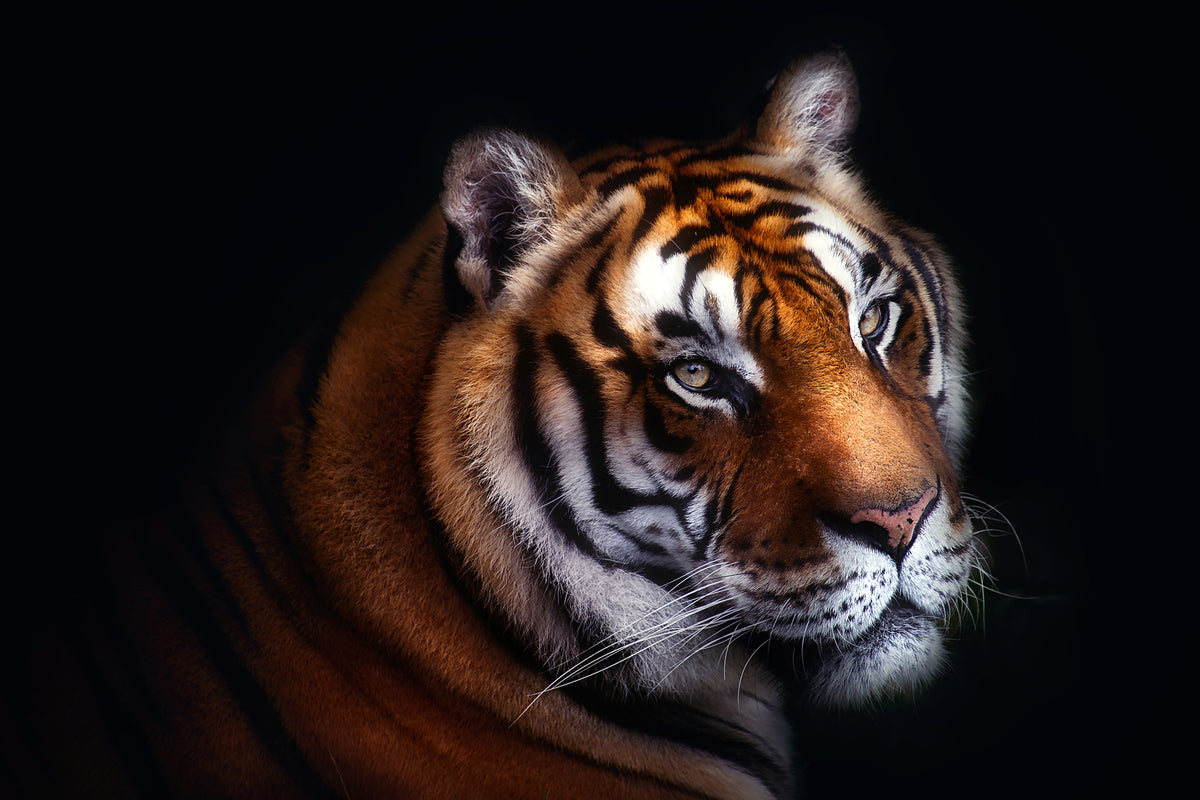 acrylic-print-tiger-x
