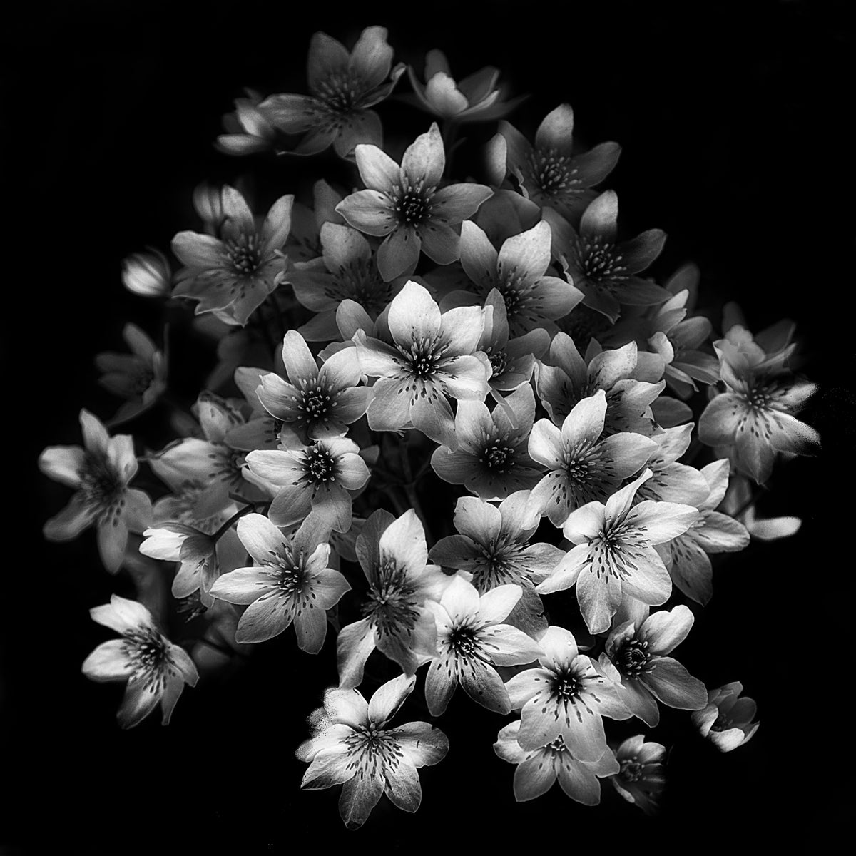 4-piece-acrylic-print-early-sensation