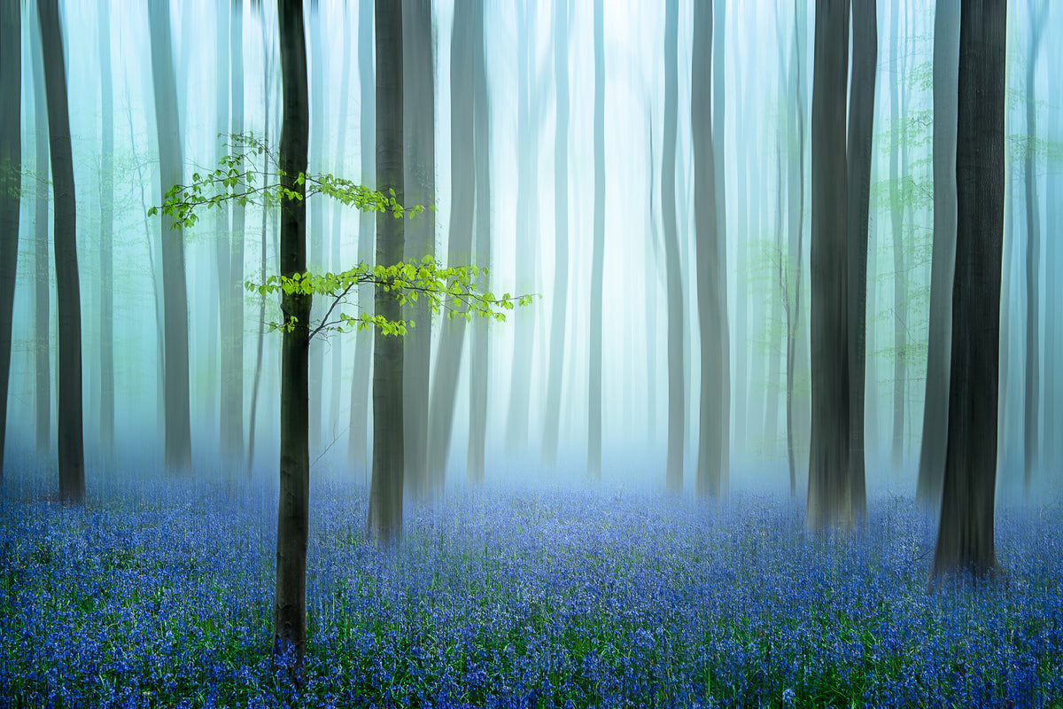 framedposter-print-the-blue-forest