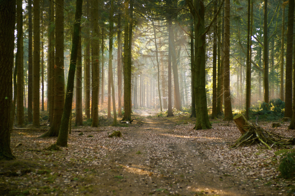 3-piece-canvas-print-forest-run