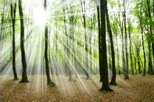 acrylic-print-magic-light-in-the-trees