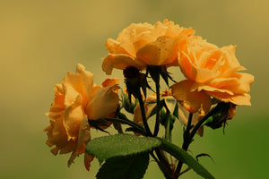 3-piece-canvas-print-the-roses-in-nature