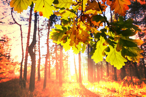 poster-print-autumn