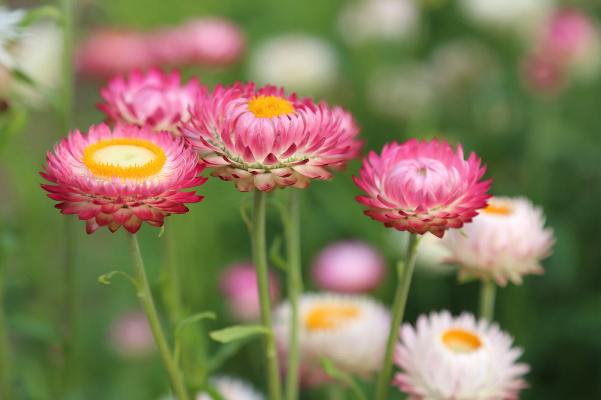 acrylic-print-flowers-of-spring