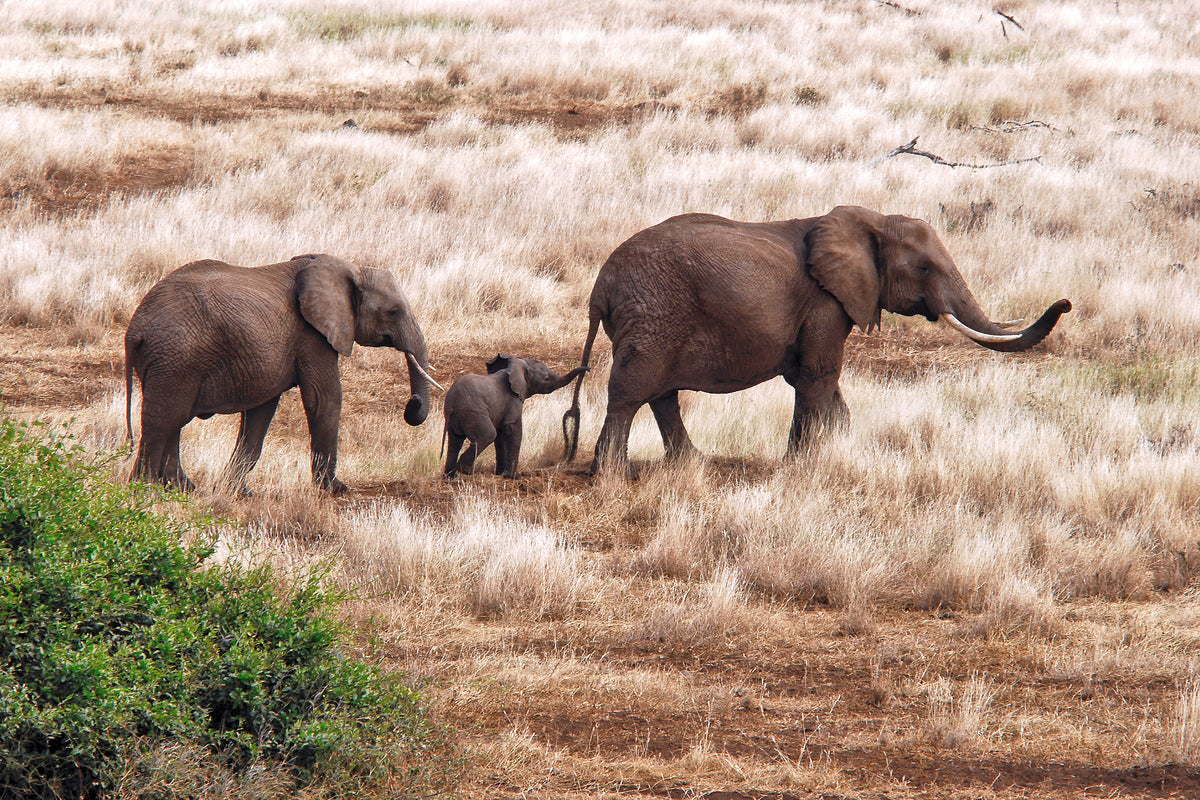 framedposter-print-elephant-family-tanzania-x
