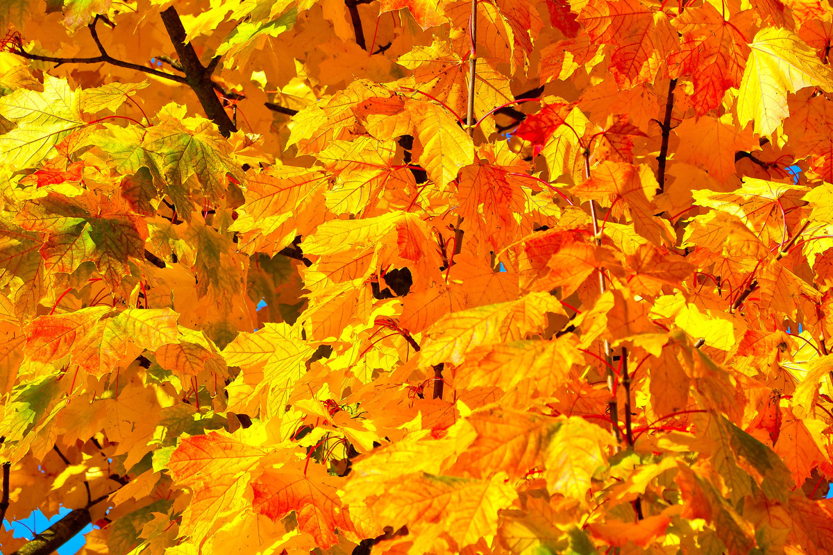 aluminium-print-autumn-leaves-ii