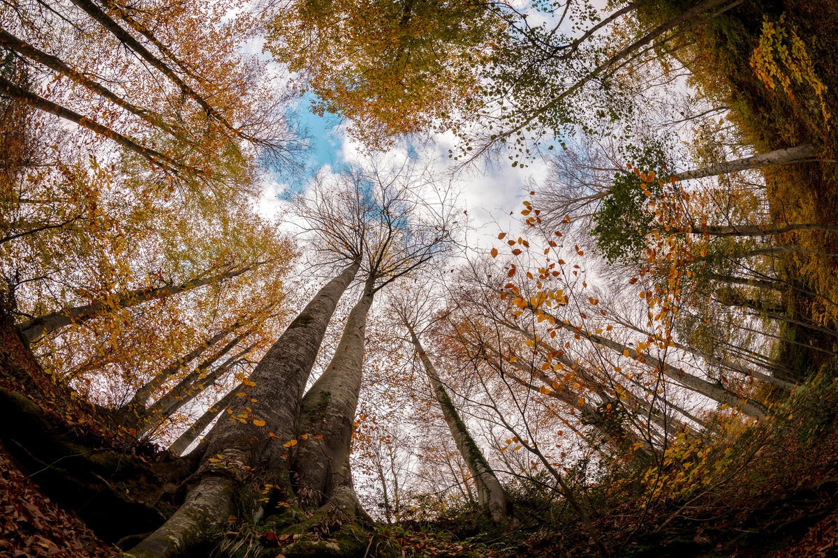 poster-print-forest-xax