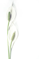 framedcanvas-print-lily-seed-pods