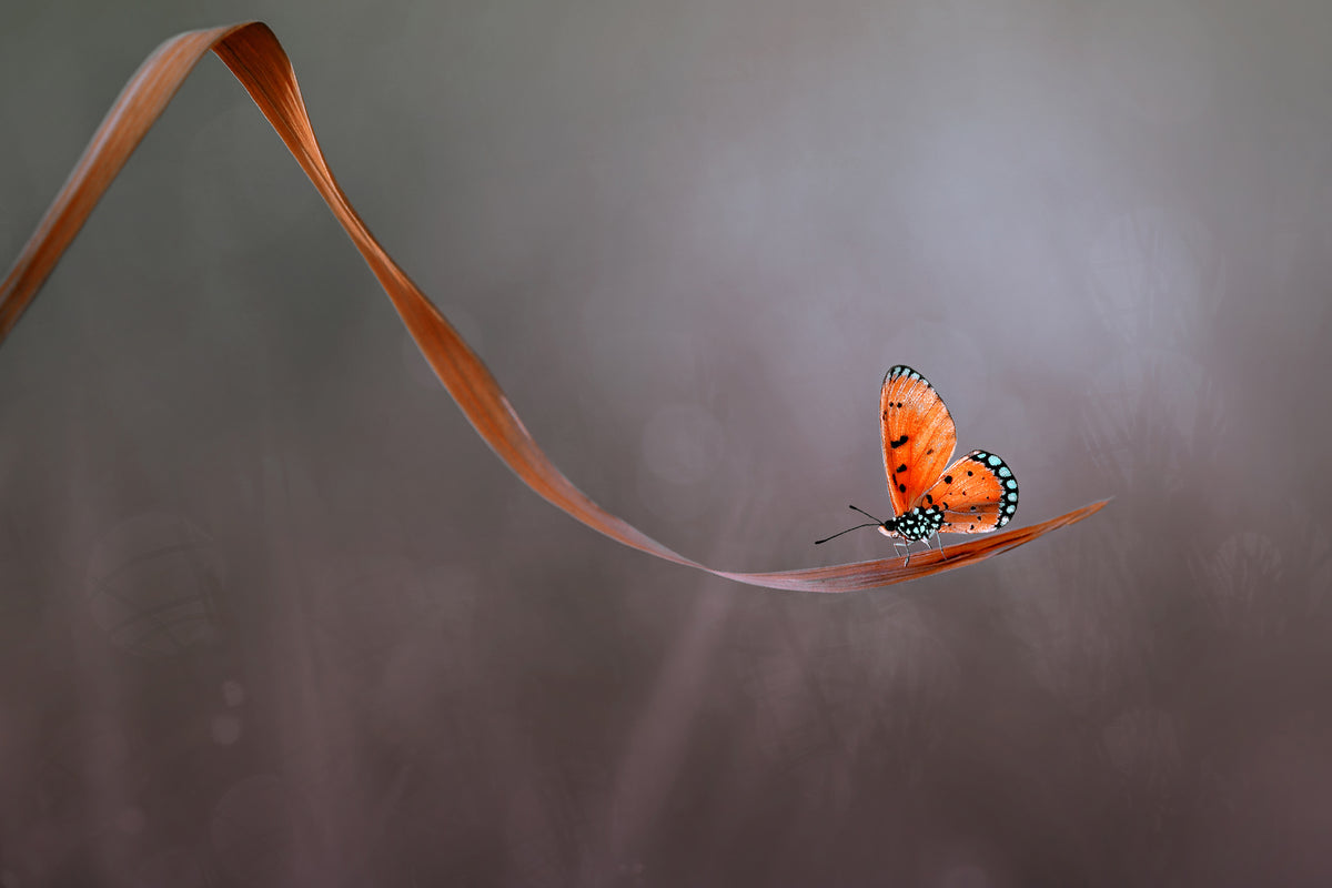 acrylic-print-lonely-x