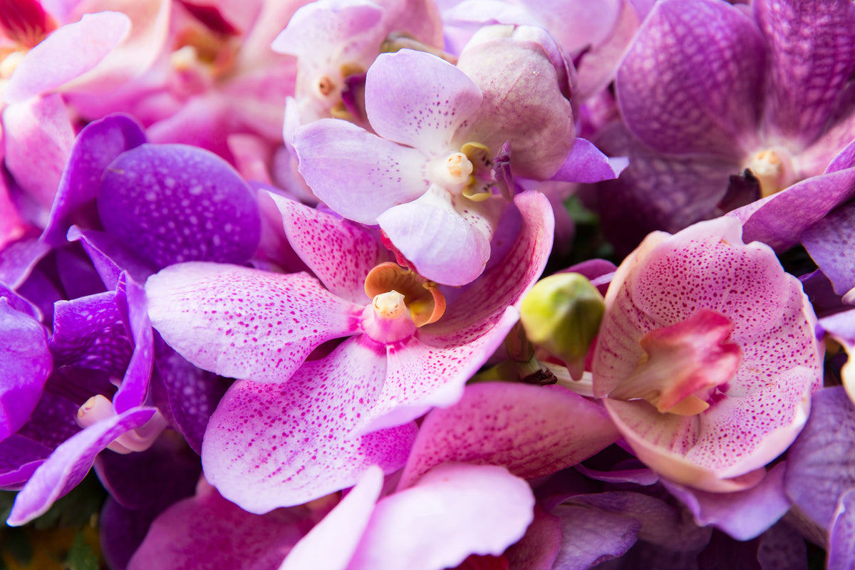 acrylic-print-orchid-paradise
