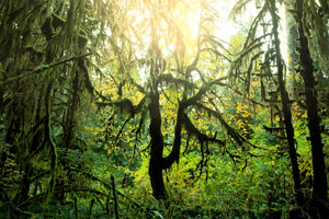3-piece-canvas-print-dreamy-forest
